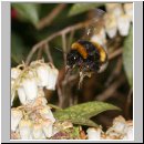Bombus terrestris - Erdhummel koenigin 04.jpg